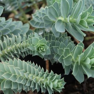 Euphorbia myrsinites