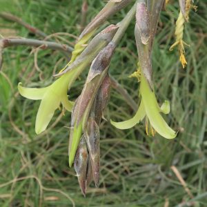 Puya berteroniana