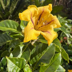 Solandra maxima
