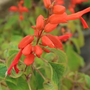 Salvia sessei