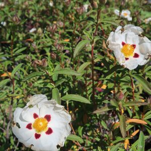 Cistus alan fradd