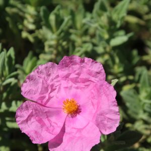 Cistus albidus