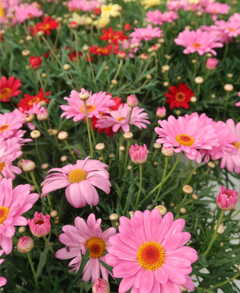 Pépinières à La Londe dans le Var
