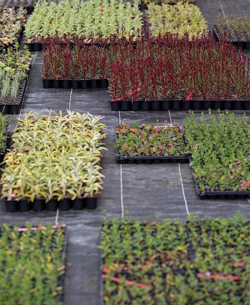 Pépinières dans le Var