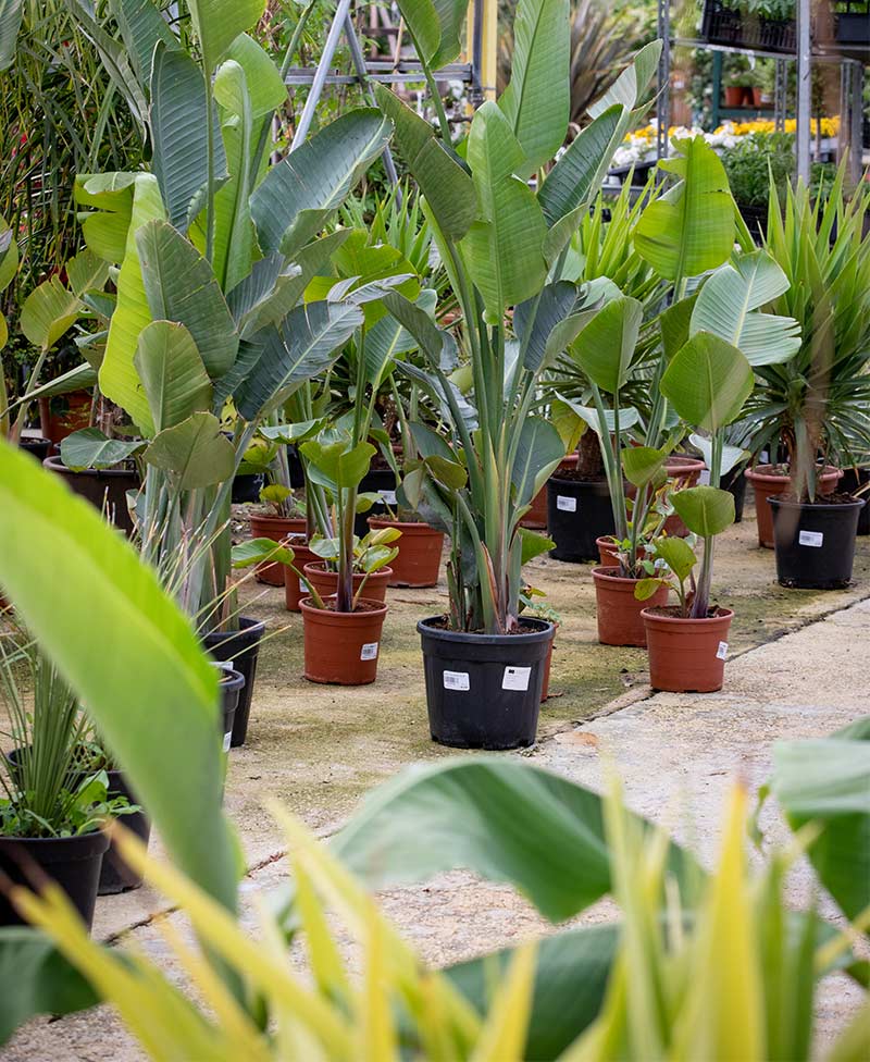 Plantes ornementales dans le Var