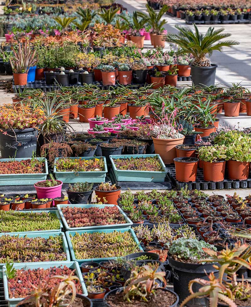 Plantes résistantes climat varois