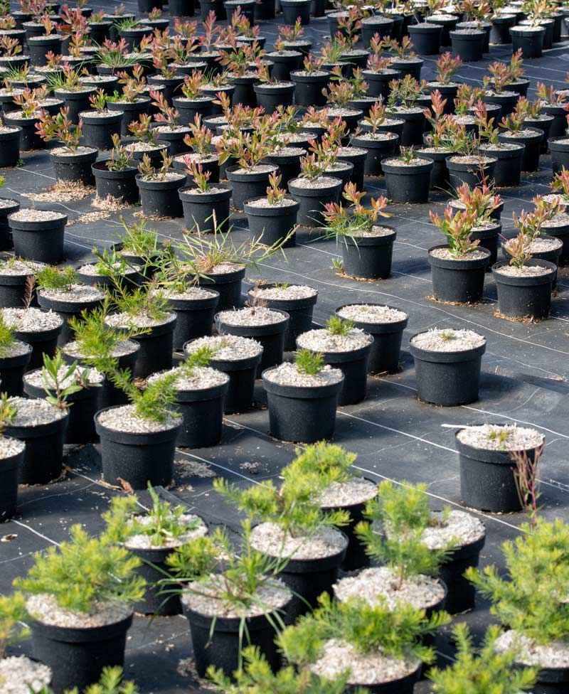 Printemps saison pour planter dans le Var