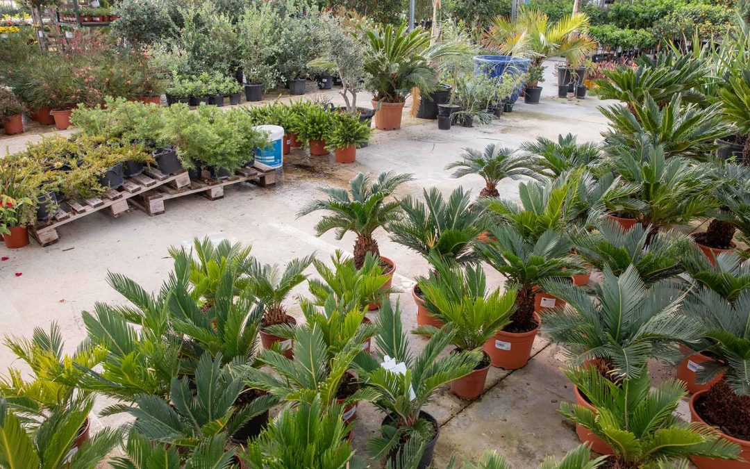 La saison de plantation dans le Var est lancée