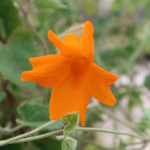 Thunbergia gregorii